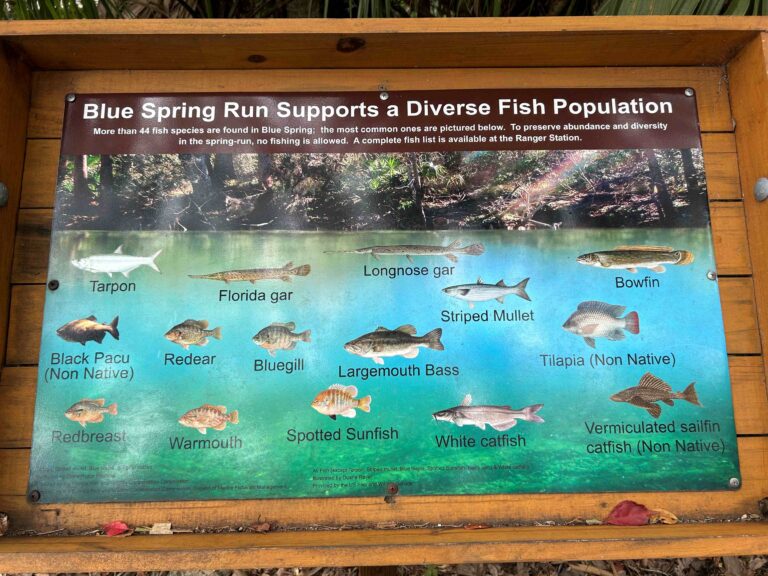 Blue Spring State Park Diverse Fish Species