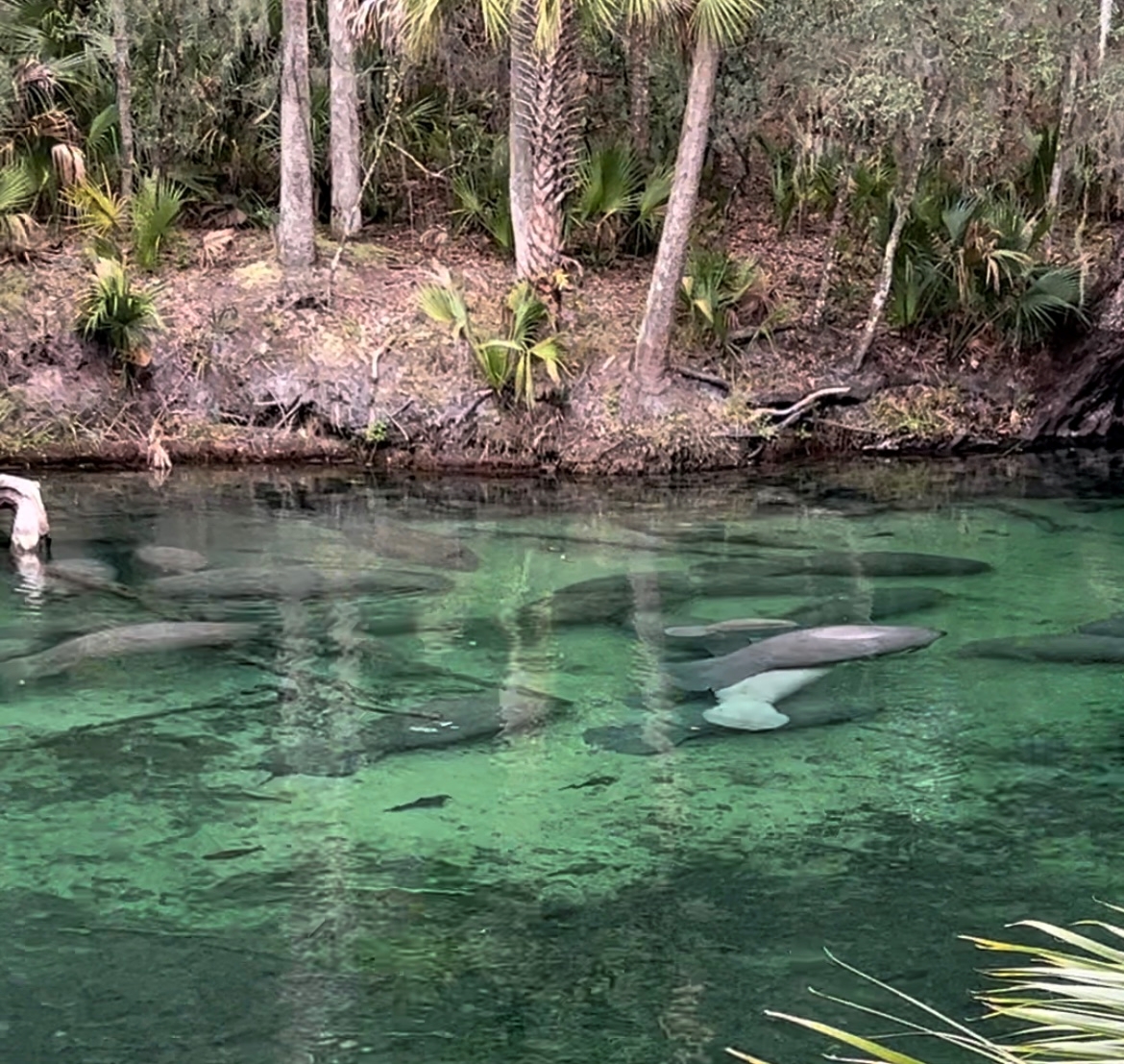 Blue Spring State Park Manatees